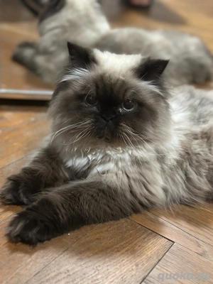 Himalaya-Junge Bild 3