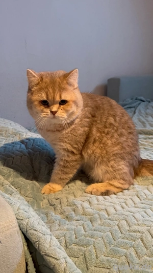 Kätzchen suchen neue Besitzer