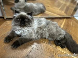 Himalaya-Junge Bild 2