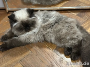 Himalaya-Junge Bild 4