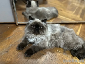 Himalaya-Junge Bild 5