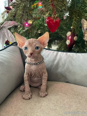 Sphynx Kitten mit Tasthaare Elfsphynx Stammbaum 