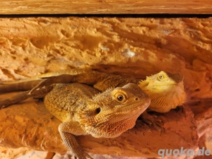 Bartagamen Sunfire 1,1 Adult von 2024