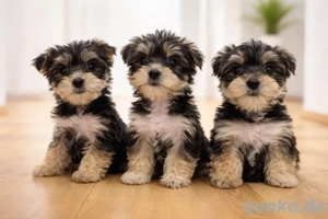 yorkshire terrier welpen ausziehbereit