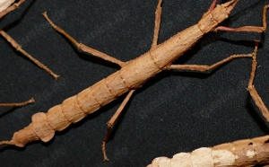 Junge Zimtschrecken (Lamponius guerini) -  Phasmide