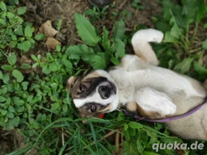 Schöne, große Gemma - sehnt sich nach einem Zuhause Bild 2