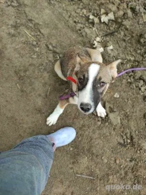 Schöne, große Gemma - sehnt sich nach einem Zuhause Bild 4