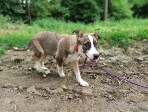 Schöne, große Gemma - sehnt sich nach einem Zuhause Bild 5