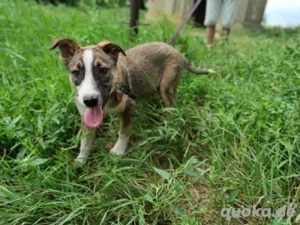 Schöne, große Gemma - sehnt sich nach einem Zuhause