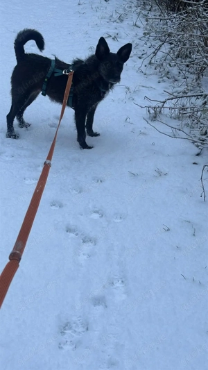 Aida auf Pflegestelle  Bild 6