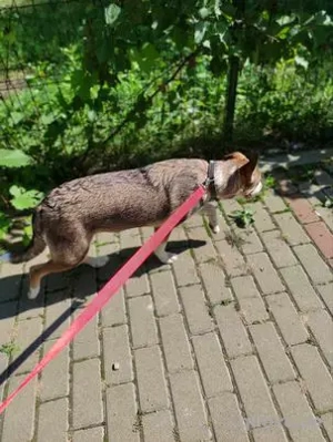 Schöne, große Gemma - sehnt sich nach einem Zuhause Bild 9