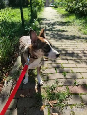 Schöne, große Gemma - sehnt sich nach einem Zuhause Bild 6