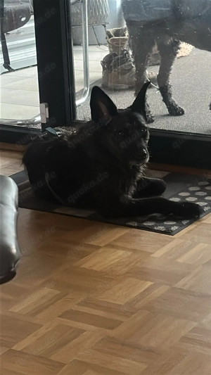 Aida auf Pflegestelle  Bild 7