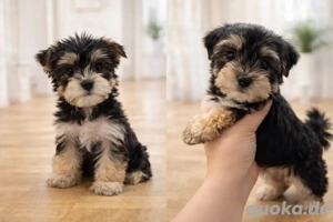 Yorkshire Terrie Welpen weibchen ab sofort