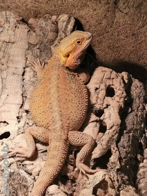 Bartagame 1,0 Sunburst von 2025