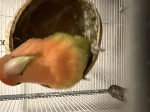 Verkaufe Agarponiden Männlich Zahm