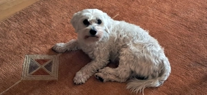 7-jähriger Malteser-Rüde sucht neues Zuhause