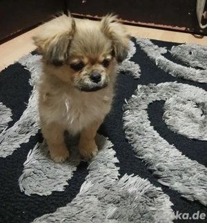 welpen zu vergeben 