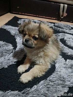  Luna sucht neuen zuhause 