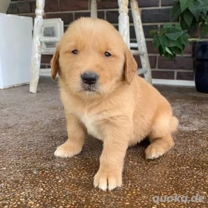 Golden-Retriever-Welpen WhatsApp: (15510055069)