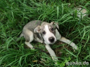 Schöner, großer Golo - sucht Familien-Anschluss