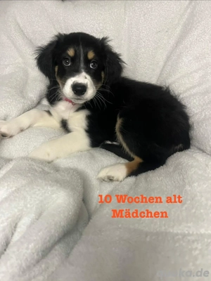 3 Australian Shepherd Welpen suchen ein Neues Zuhause. 10 Wochen Alt