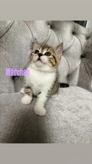 süsse EKH BKH mix suchen neues zuhause