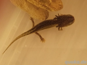 Axolotl abzugeben... Interesse...??? ( Dringend)