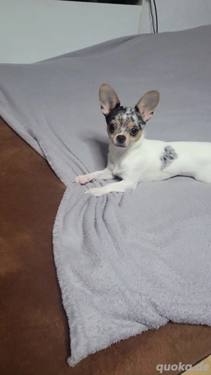 Chihuahua Rüde such Zuhause 