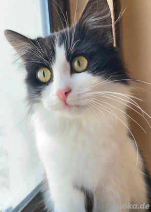 Flauschige Schönheit sucht ein Zuhau    