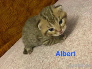 Süße reinrassige BKH Kitten suchen liebevolles zu Hause 