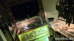 4 Terrarien mit Tieren und zubehör