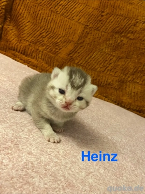 Süße reinrassige BKH Kitten suchen liebevolles zu Hause 