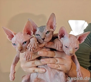 Bezaubernde Sphynx-Kätzchen zu verkaufen