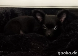 Chihuahua Welpenhündin 09 25