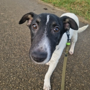 Fred, 6 Monate, wird ca. 50 cm