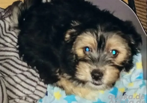 bichon reinrassig (rüde)