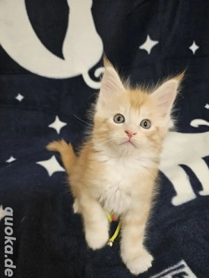 3 Traumhaft süße XXL Maine Coon Kitten 