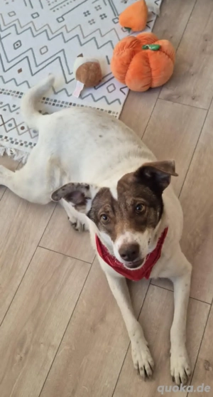 Stella - eine ganz treue Seele 