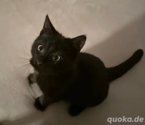 weibliche babykätzchen sucht ein neues home 