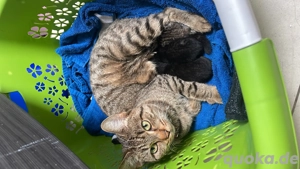 Kätzchen zu verkaufen. 