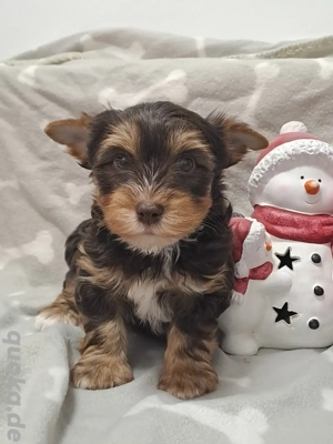 Zauberhafte Yorki Rüden mit Ahnentafel 