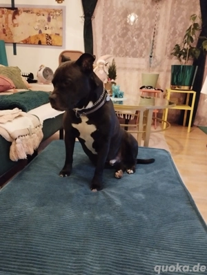 Milow in erfahrene liebevolleHände abzugeben.