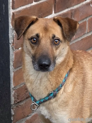 Roxy kompetent eloquent sucht leider noch permanent: Zuhause mit Hundekumpel