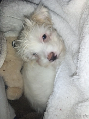 Malteser Welpe 