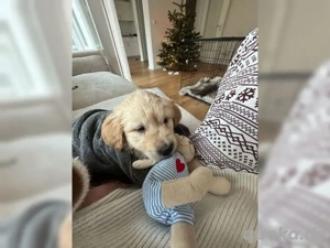 Wunderschöne Golden-Retriever-Welpen zu verkaufen!