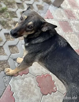 Fröhliche Vica - ist so lieb und menschenbezogen Bild 4