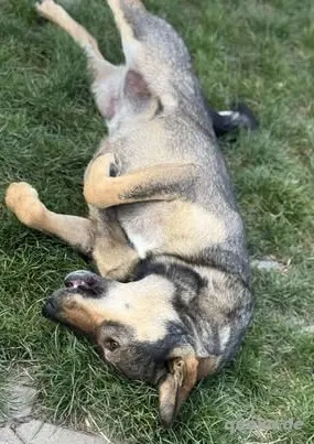 Fröhliche Vica - ist so lieb und menschenbezogen Bild 3