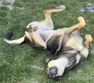 Fröhliche Vica - ist so lieb und menschenbezogen Bild 5