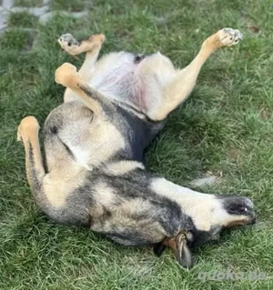 Fröhliche Vica - ist so lieb und menschenbezogen Bild 2